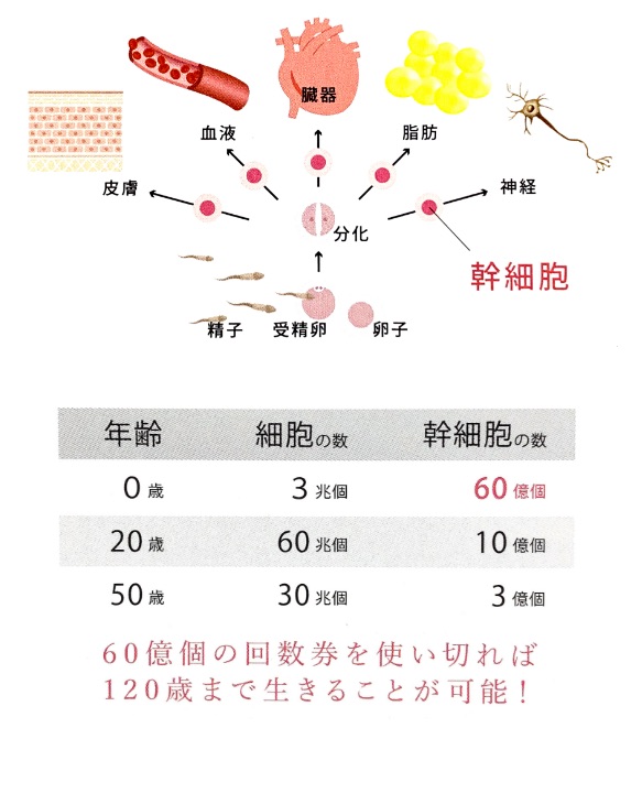 幹細胞再生治療のイメージ